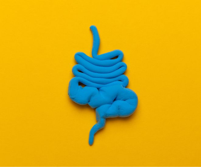 A blue clay model of intestines set against a yellow background.